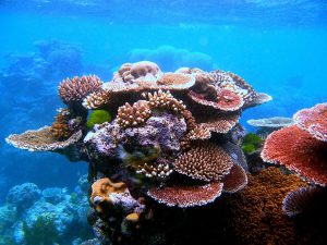 Coral_Outcrop_Flynn_Reef