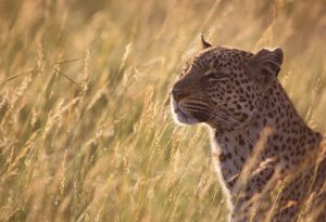 Portrait of a female leopard backlit in high grass and early morning light - Masai Mara, Kenya