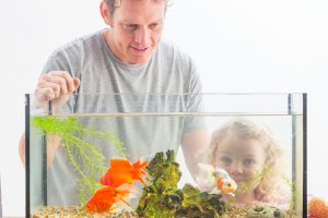 A happy little girl smiles as she watches her goldfish in her glass tank. Her father stands behind her and is smiling too. Green plants and logs can be seen inside the tank that the fish are swimming around.