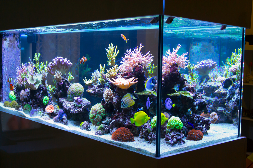 Att skaffa akvarium