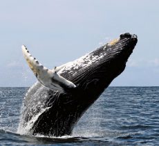 Marinbiologen studerar livet under vatten