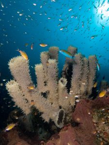 800px-Callyspongia_sp._(Tube_sponge)