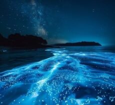 Bioluminiscens: Hur havsdjuren skapar sitt eget ljus i mörkret