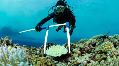 Vad är ett korallrev?